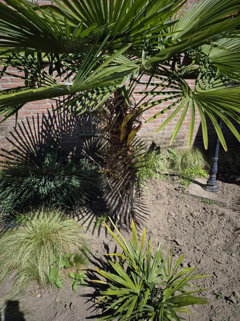 Palmboom 2 stuks, Ophalen, Gehele jaar, Volle zon