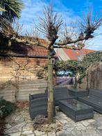 Dakplataan, Tuin en Terras, Planten | Bomen, Lente, Dakboom, 250 tot 400 cm, Ophalen