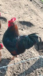 Broedeieren grote Barneveldse kippen, Dieren en Toebehoren, Geslacht onbekend, Kip