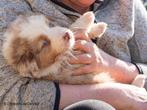 Zeer goed gesocialiseerde Australische Herder pups, Parvo, 8 tot 15 weken, Meerdere, Meerdere dieren