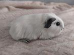 2 california beren, Dieren en Toebehoren, Cavia, Februari, Mannelijk, Tam