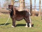 Prachtige en lieve 2 jr zwartbonte shetlander ruin, Dieren en Toebehoren, Pony's, Ruin, A pony (tot 1.17m), Gechipt, 0 tot 2 jaar