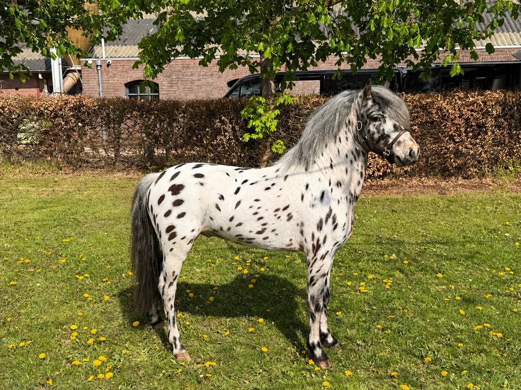 Hele mooie appaloosa ter dekking, Hengst