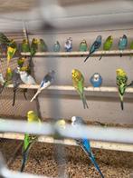 Diverse kromsnavels zaterdag geopend, Dieren en Toebehoren, Meerdere dieren, Parkiet, Tam