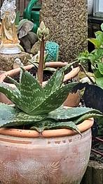 Aloë Vera plant in pot - gezond en bloeiend, Ophalen of Verzenden