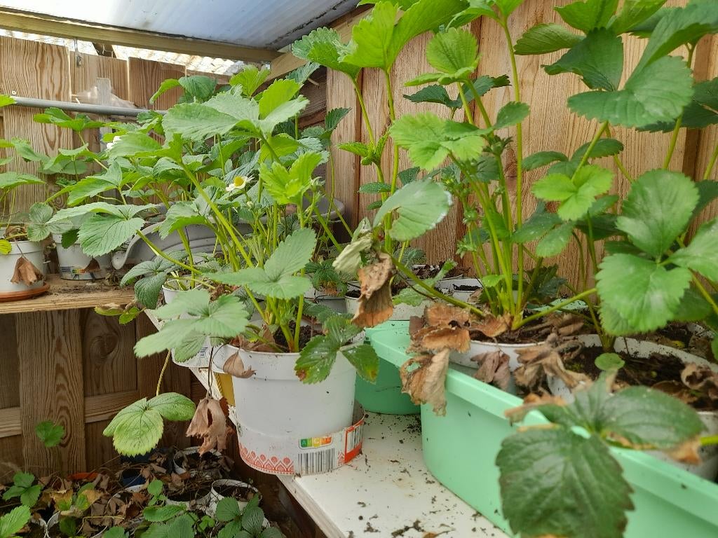aardbij stekken, Ophalen, Halfschaduw, Minder dan 100 cm