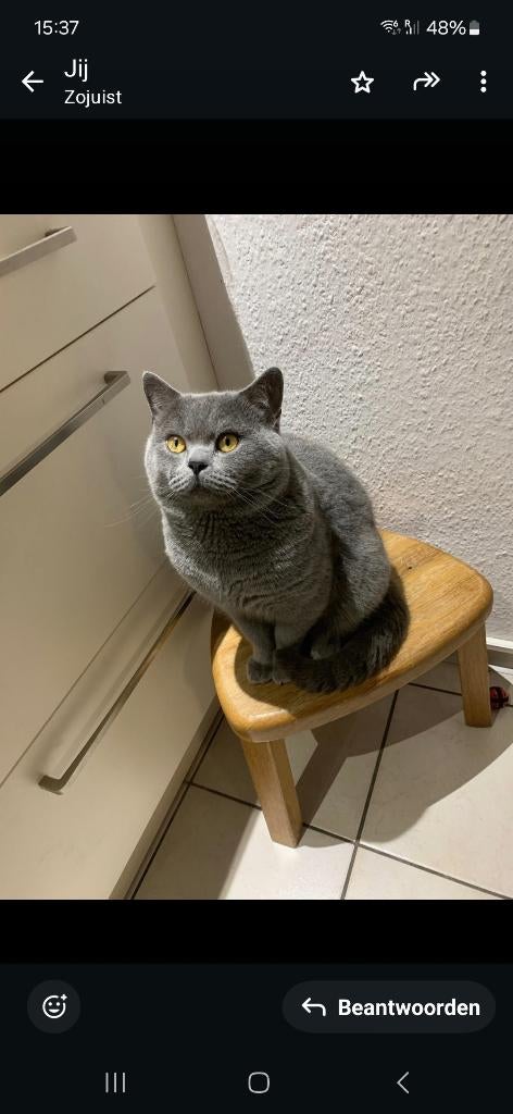 Britse Korthaar Kittens (Raszuiver), Poes, Ontwormd, 0 tot 2 jaar