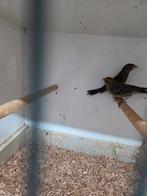 Roodmussen, Meerdere dieren