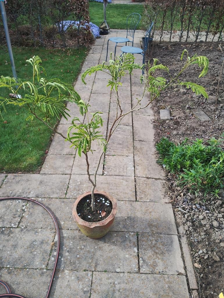 Perzische slaapboom, Tuin en Terras, Overige soorten, 100 tot 250 cm, Zomer, Ophalen