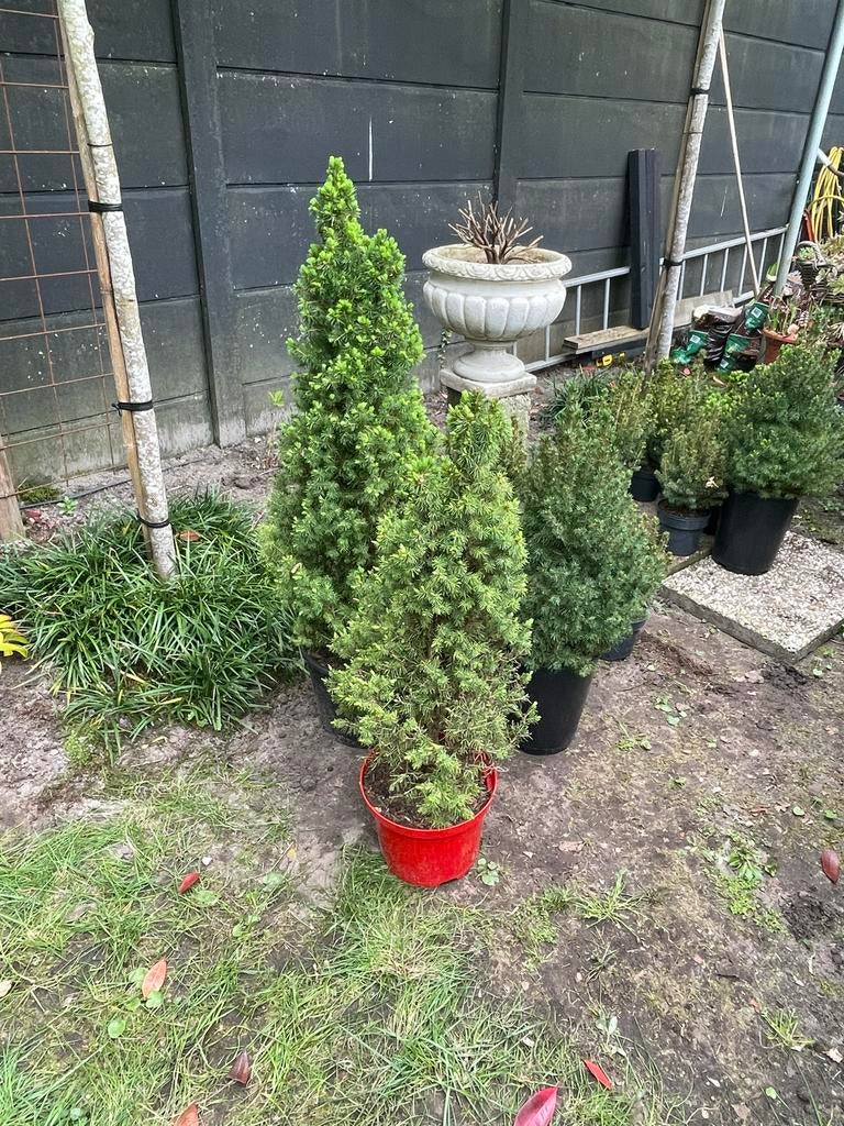 Mini dennetjes, Tuin en Terras, Vaste plant, Bloeit niet, Halfschaduw, Ophalen