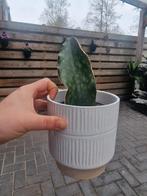 Sanseveria Whale Fin kamerplant incl mooie pot, Ophalen