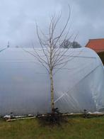 Platanen, Tuin en Terras, Bloeit niet, Overige soorten, 250 tot 400 cm, Ophalen