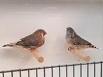 Koppel zebravinken zwartborst/oranjeborst., Dieren en Toebehoren, Meerdere dieren, Tropenvogel, Geringd