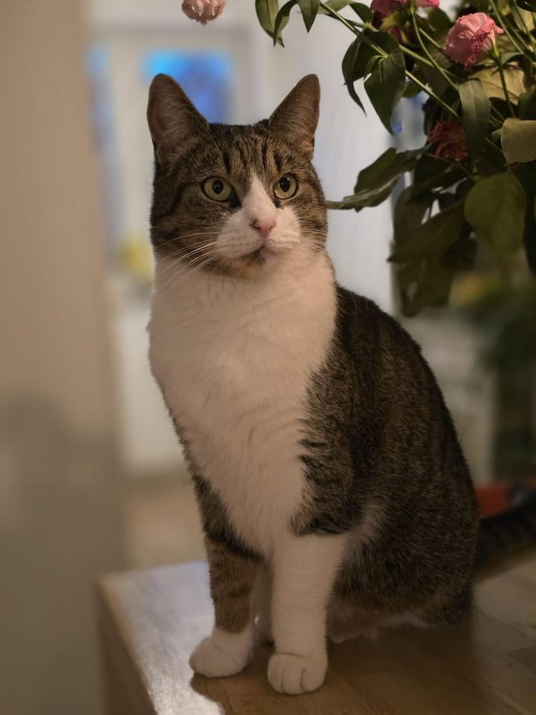 Nieuw baasje gezocht voor Rover, Dieren en Toebehoren, Kater