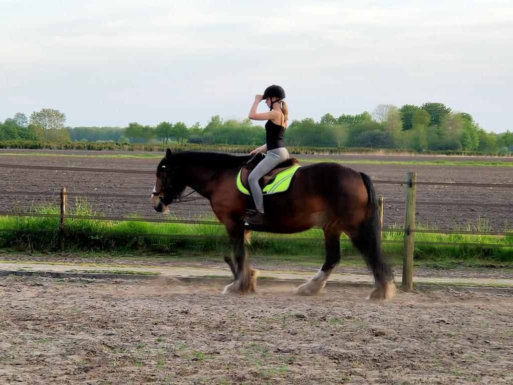 Grote Tinker irish cob ruin, Dieren en Toebehoren, Ruin, Recreatiepaard