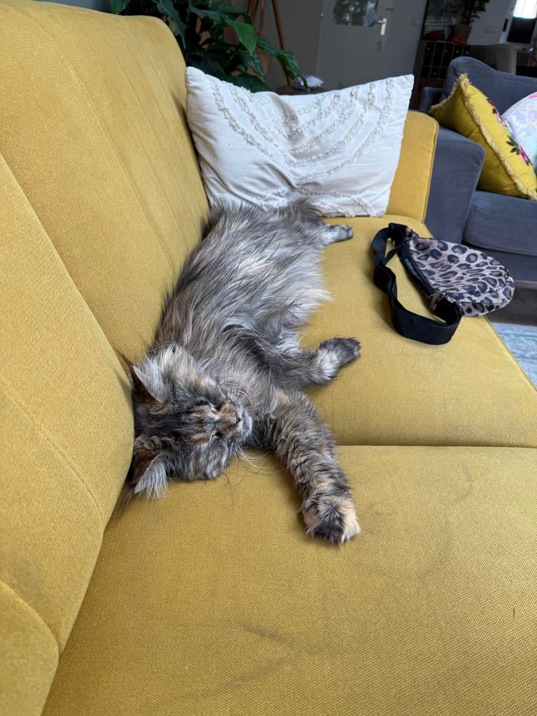 Rasechte maine coon., Poes
