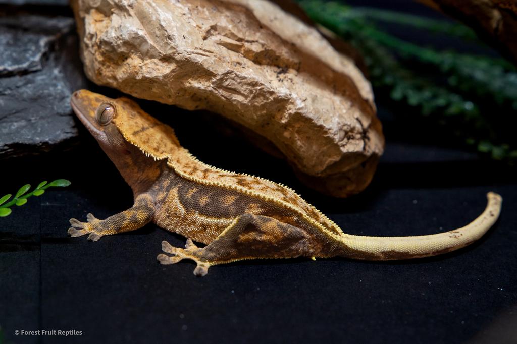 Tricolor Crested Gecko 1.0 Crested Gecko - male for sale from Gosia S