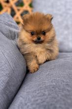 Prachtige pomeranian pups (NL) beide ouders aanwezig, Parvo, Keeshond, 8 tot 15 weken, Meerdere