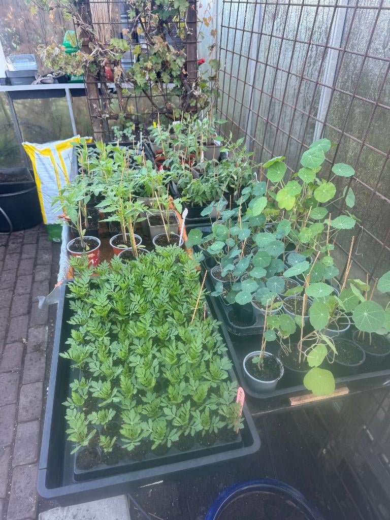 Stekjes: Tomaat/Komkommer/Paprika/Zonnebloem/Zonnehoed etc., Ophalen, Volle zon, Groenteplanten, Eenjarig