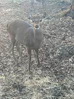 Sika Hert Bokje, Juli, Mannelijk