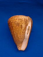 Schelpen, Conus betulinus 137mm!, Ophalen of Verzenden, Schelp(en)