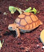 Baby sulceta, Dieren en Toebehoren, Reptielen en Amfibieën, Schildpad, 0 tot 2 jaar