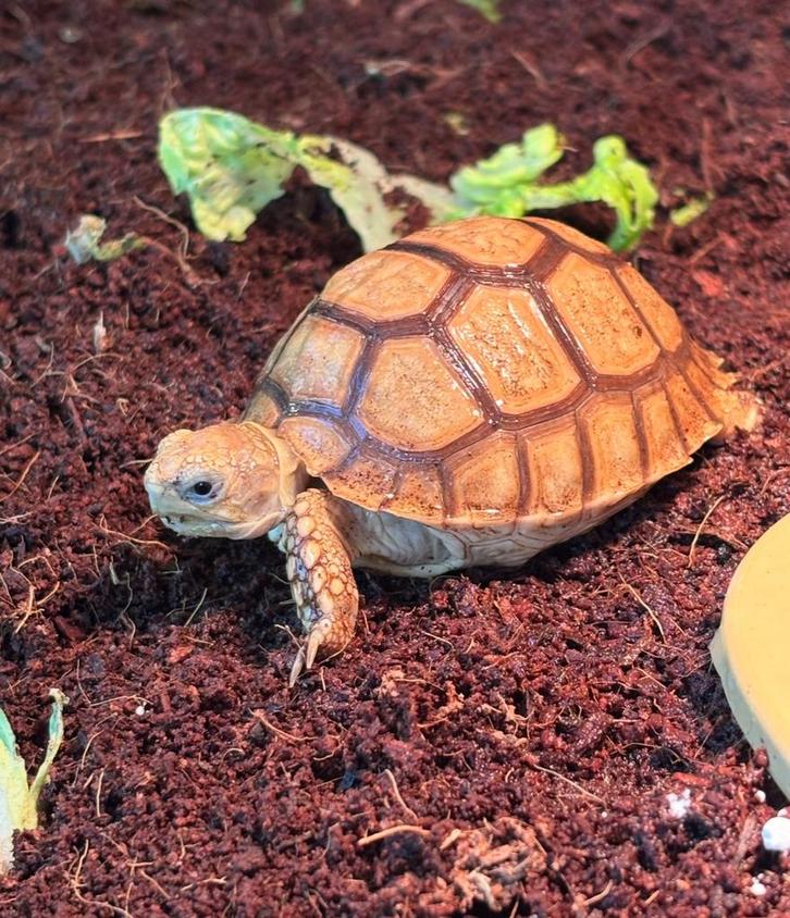 Baby sulceta Tortoise - unknown for sale from Erika