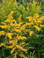 Solidago gigantea - Late guldenroede planten, Vaste plant, Ophalen of Verzenden, Halfschaduw, Kruiden