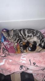 Hoi ik ben een Silver bengaal en ben mama geworden 2 kittens, Geslacht onbekend