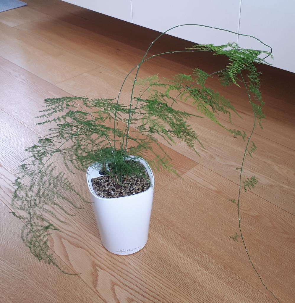 Sierasperge, Ophalen, Halfschaduw, Minder dan 100 cm