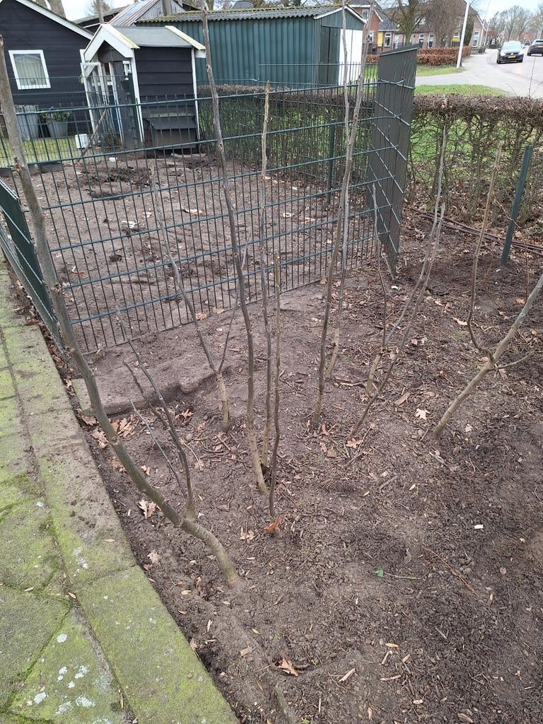 Walnoten bomen, Ophalen of Verzenden, 100 tot 250 cm