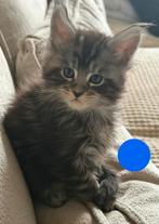 Raszuivere Russische main coon kittens, Meerdere dieren, Gechipt