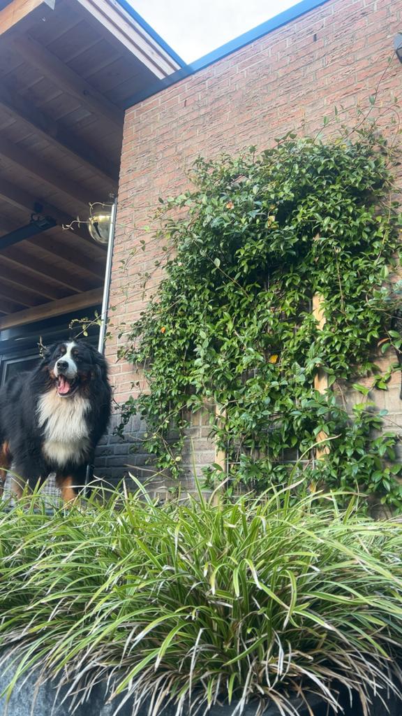 Gratis hond, Dieren en Toebehoren, Ophalen