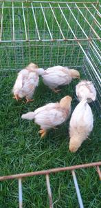 3 jonge kuikens, Dieren en Toebehoren, Pluimvee, Vrouwelijk, Kip