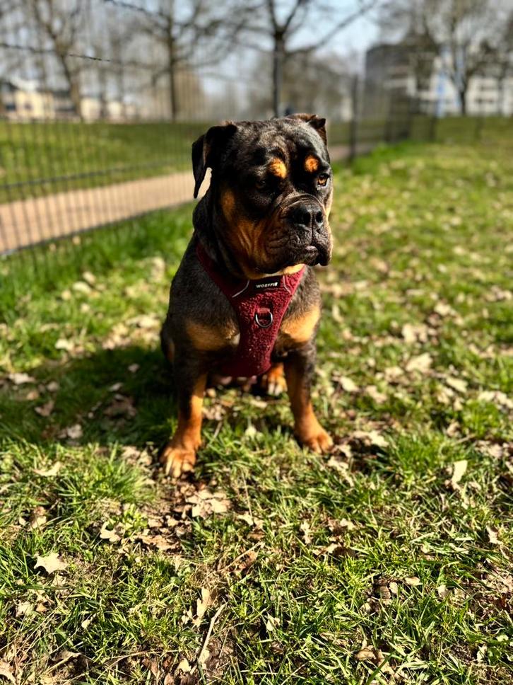 Een mooie Old English Bulldog 8,5 maand, Dieren en Toebehoren, Honden | Bulldogs, Pinschers en Molossers, Teef, Bulldog, Particulier