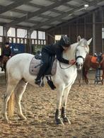 Betrouwbare en enthousiaste ruiter zoekt verzorg pony,paard., Ophalen of Verzenden, Nieuw