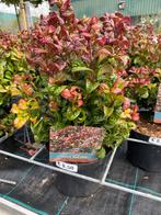 Leucothoe 'Curly Red' PBR - Compacte Rode Bladplant, Vaste plant, Bloeit niet, Halfschaduw, Ophalen