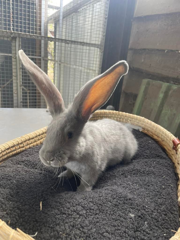 Duitse reus x Lotharinger rammetje, Dieren en Toebehoren, Konijnen, Mannelijk, Groot