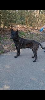 Zeer mooie en goudeelijke Hollandse Herder reu, Parvo, Reu, 1 tot 2 jaar, Eén hond