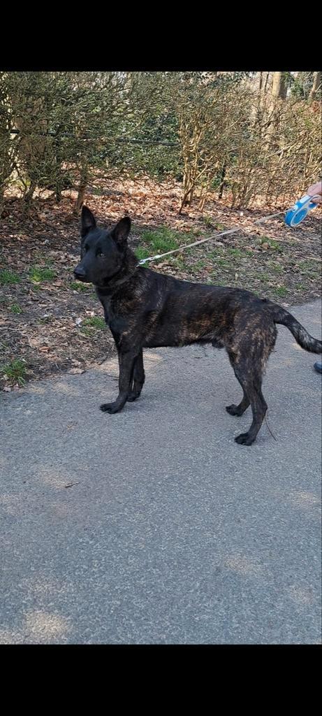Zeer mooie en goudeelijke Hollandse Herder reu, Dieren en Toebehoren, Honden | Herdershonden en Veedrijvers, Reu, Herder, Particulier