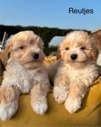 Maltipoo pups, Dieren en Toebehoren, Nederland, Overige rassen, 8 tot 15 weken, Meerdere