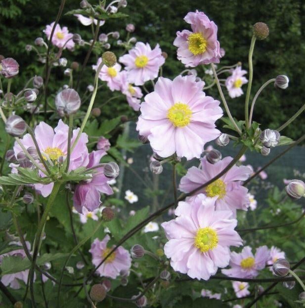 Anemone hupehensis 'September Charm' (Herfstanemoon), Volle zon, Vaste plant, Herfst, Ophalen