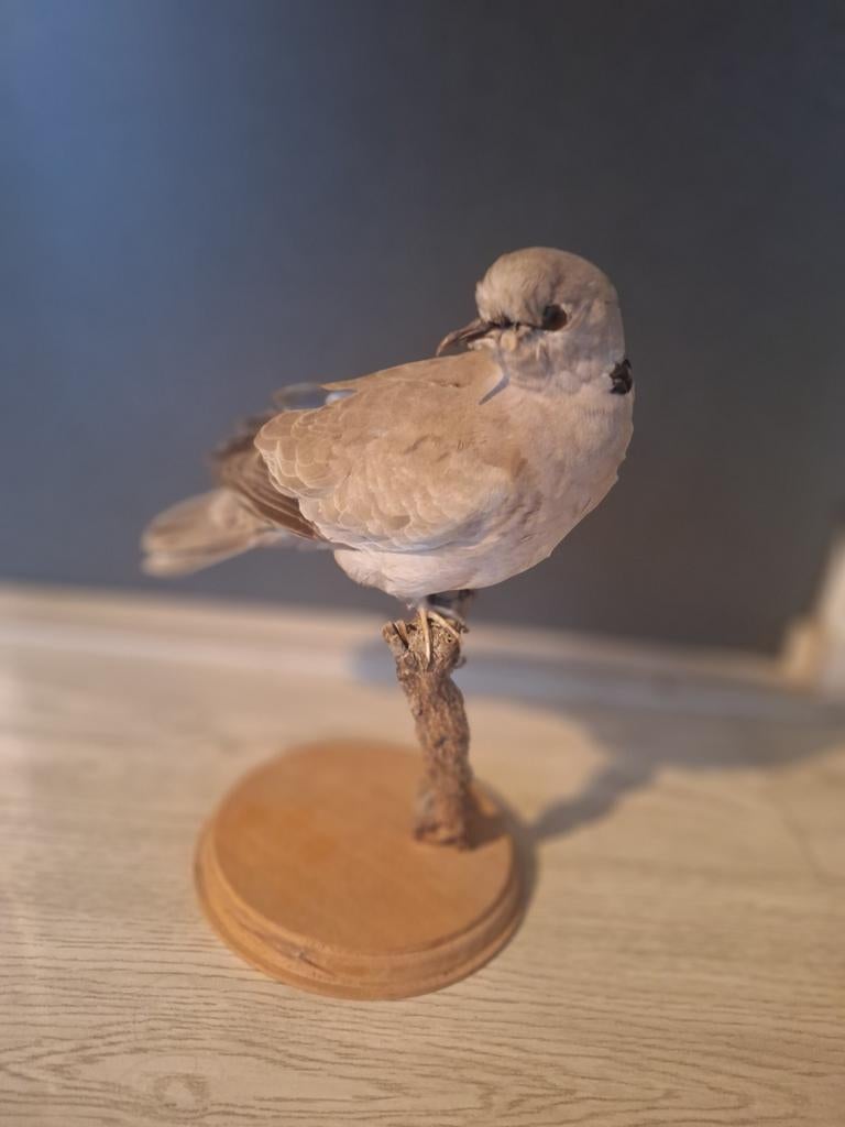 Opgezette vogel. Duif. Turkse tortel., Verzamelen, Ophalen of Verzenden, Vogel, Opgezet dier