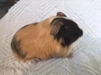 jonge cavia's, Dieren en Toebehoren, Maart, Meerdere dieren, Cavia