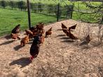Rhode Island Red Broedeieren, Dieren en Toebehoren, Pluimvee, Geslacht onbekend, Kip