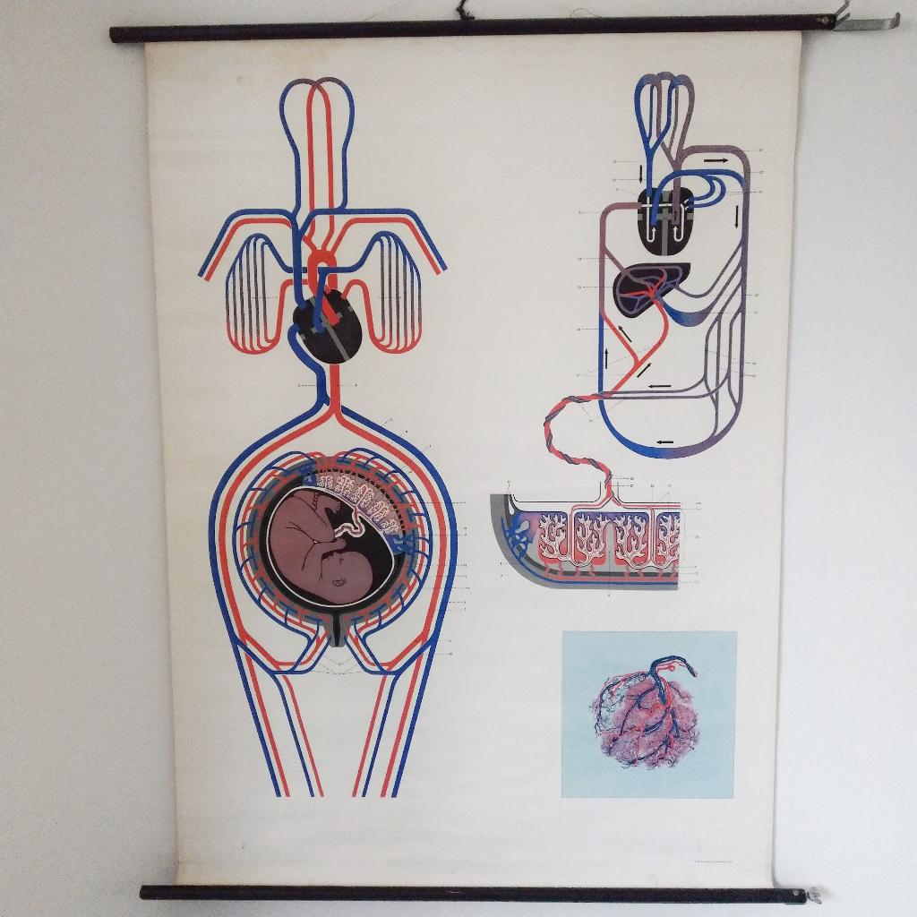 Schoolplaat Bloedsomloop van moeder en foetus, Ophalen of Verzenden, Natuur en Biologie