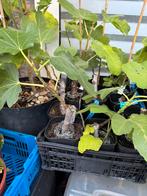 Vijgenboompje Ghadanne zwarte vijgen uit Noord Marokko, Ophalen of Verzenden, Minder dan 100 cm, Vijgenboom, Lente