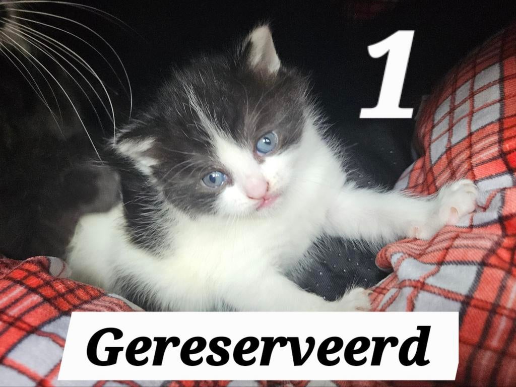 4 Europese korthaar kittens te koop!, Dieren en Toebehoren, Katten en Kittens | Overige Katten, Poes, Kortharig, 0 tot 2 jaar
