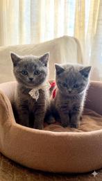 Britse korthaar kittens (grijs) te koop, Poes, 0 tot 2 jaar