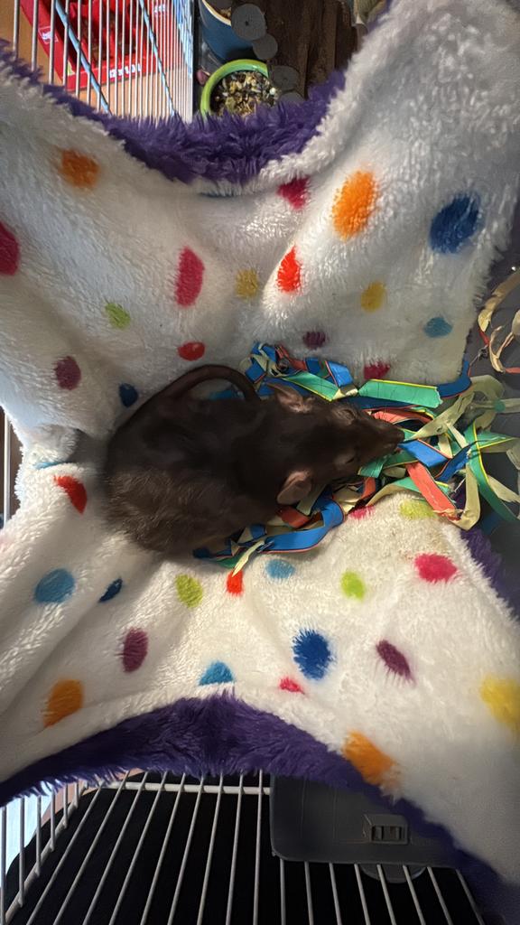 Mannelijke dwerg rat, Dieren en Toebehoren, Rat, Mannelijk, Tam, September